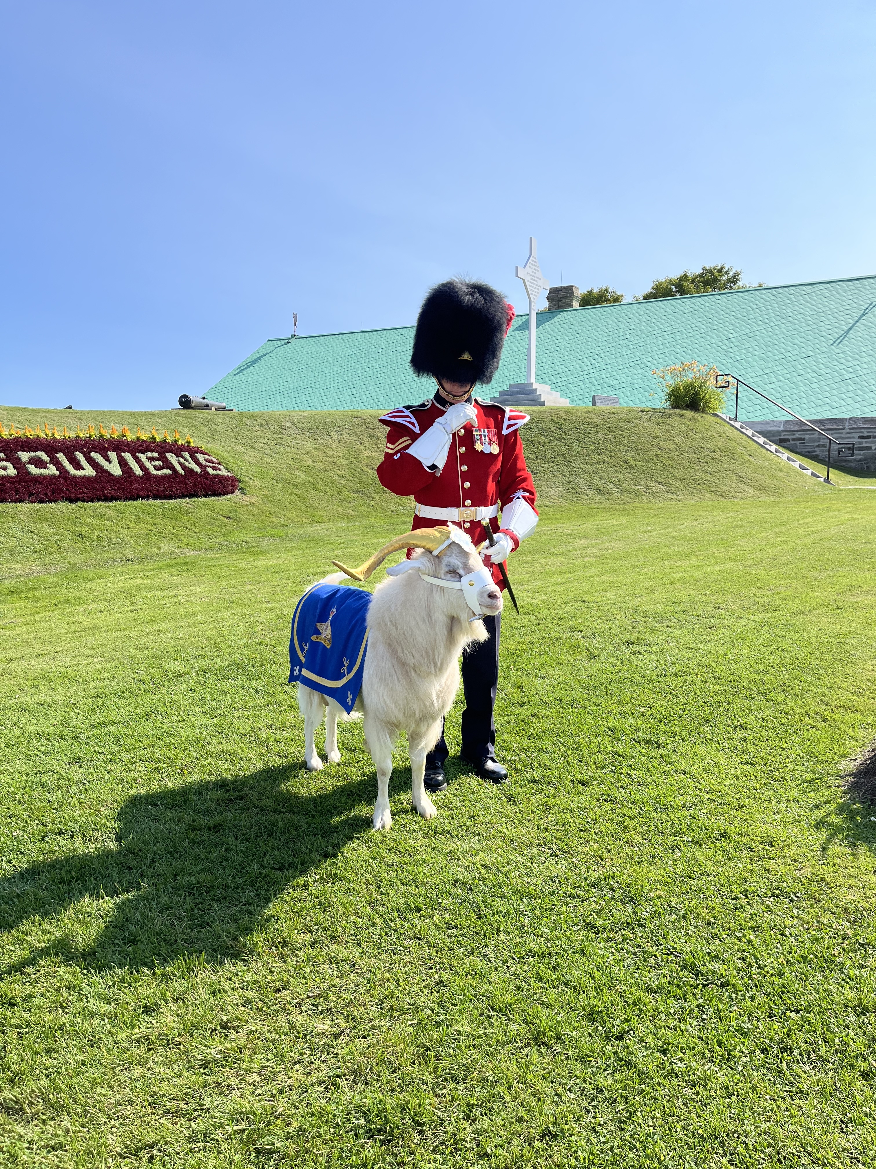 royal goat